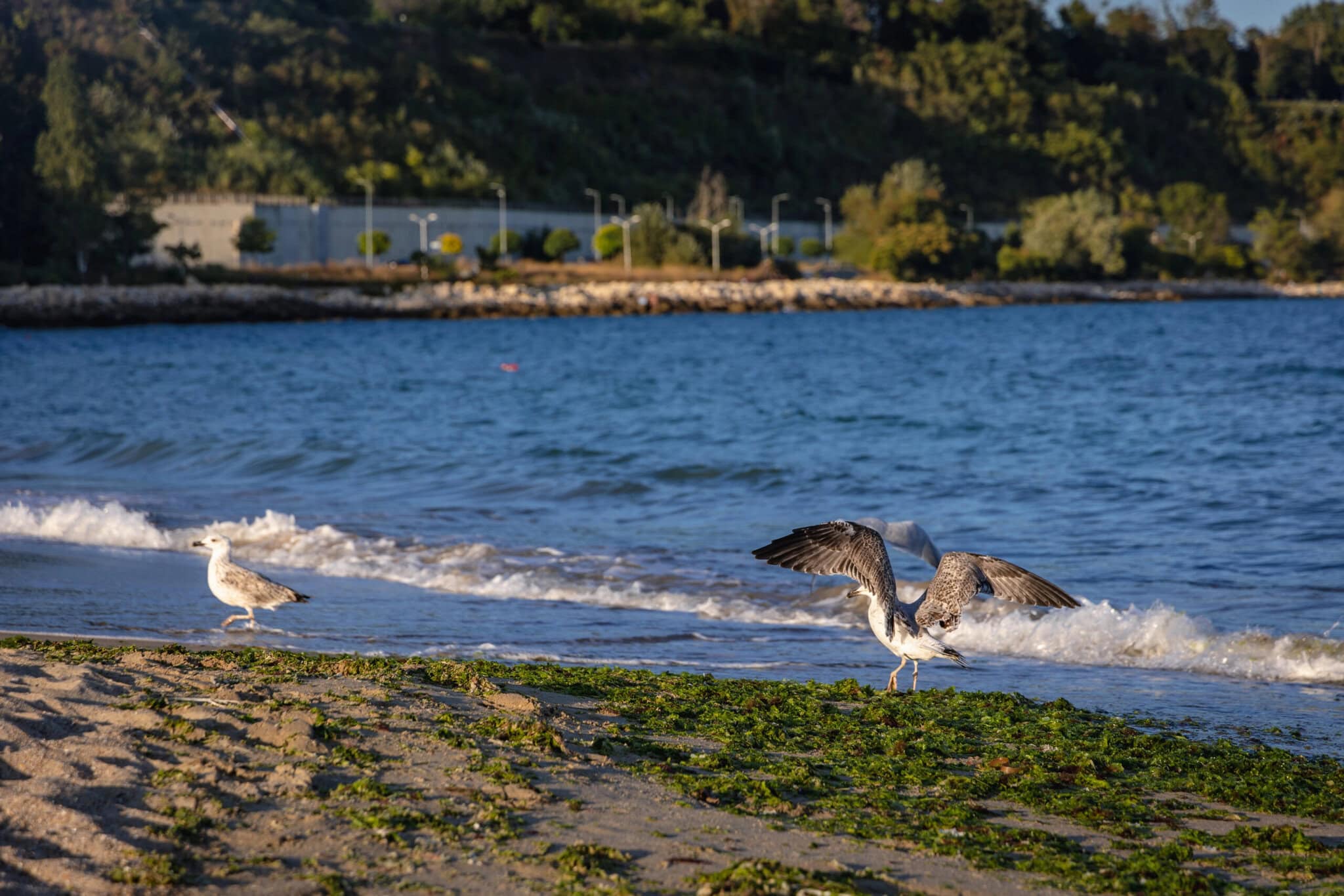Rappongi Beach Varna